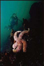 SEA STAR