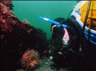 DIVER AND ANEMONE