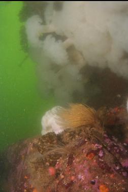 hydroids in front of anemones