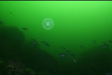 moon jelly and rockfish