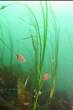 brooding anemones on eelgrass