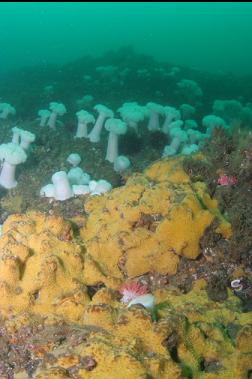 sulphur sponge 