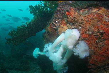 anemones and rockfish at top of wall