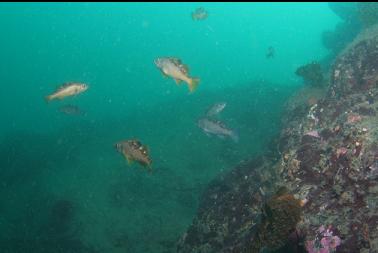 black and yellowtail rockfish