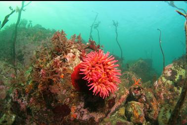 fish-eating anemone