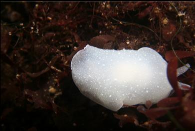 nudibranch