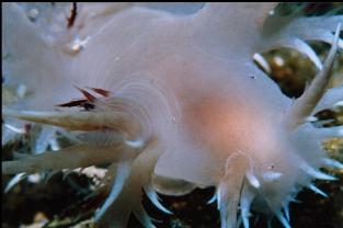 NUDIBRANCH