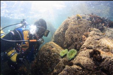 green anemones