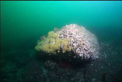 whelks and yellow eggs