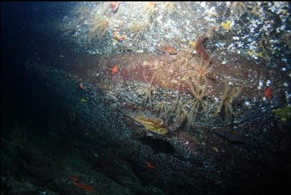 copper rockfish at base of wall