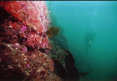 CRIMSON ANEMONE ON WALL