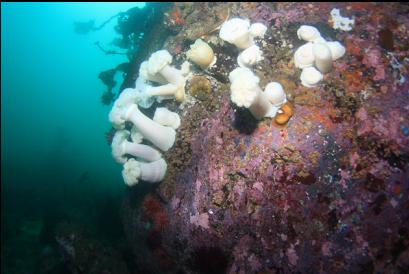 plumose anemones, etc. on small wall