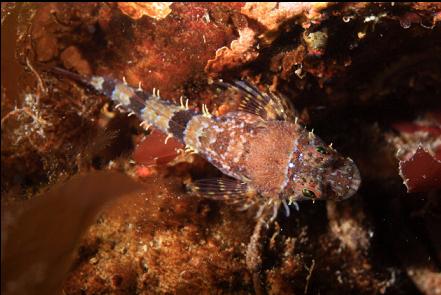 sculpin