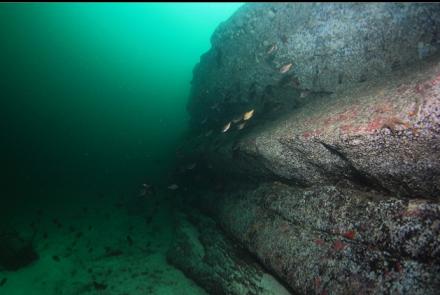 perch next to a long reef 50 feet deep