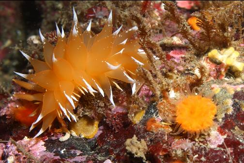 nudibranch and cup coral