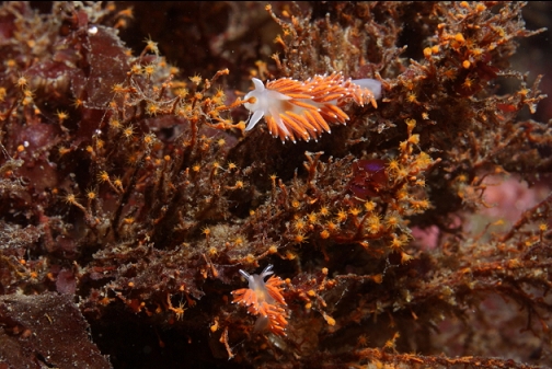 nudibranchs on hydroids