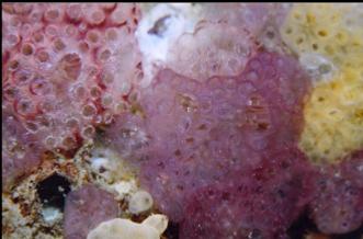 TUNICATES