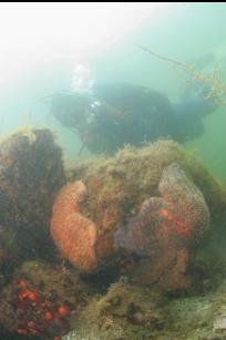 SUNFLOWER STARS IN SHALLOWS