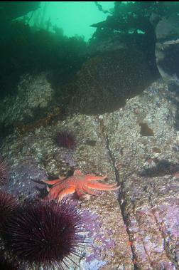 SEA STAR AND URCHIN ON SHALLOW WALL