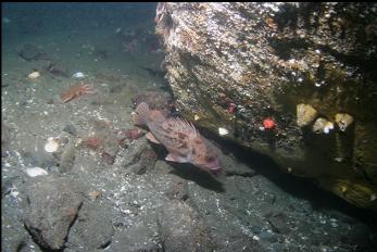 BROWN ROCKFISH