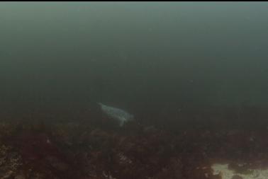 seal over bottom kelp