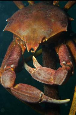 kelp crab