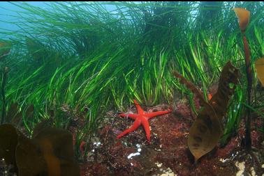 seastar and surfgrass