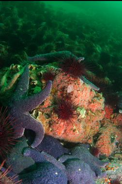 seastars, strawberry anemones and urchins on rock