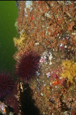 urchins, zoanthids, etc