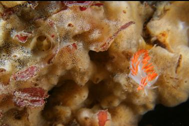 nudibranch on sponge