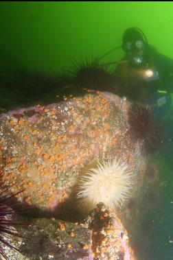 anemone and urchins