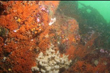 tunicates and patch of sponge