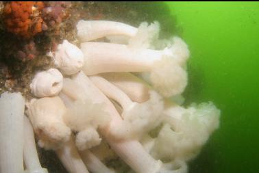 plumose anemones