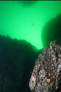 looking up canyon with lion's mane jelly in background