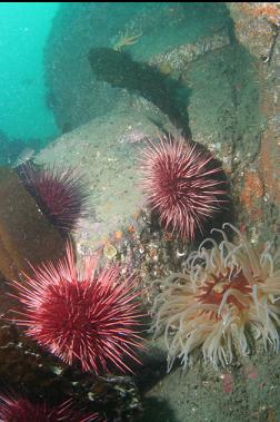 anemone and urchins