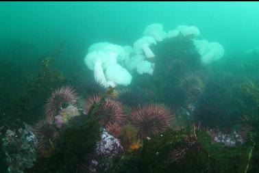 urchins and anemones