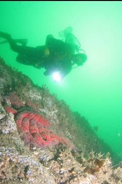 sunflower star on first dive