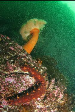 plumose anemone, cucumber and swarm of mysid shrimp