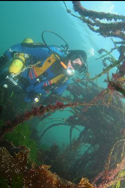 next to eelgrass in shallows