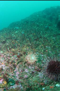 crimson anemone