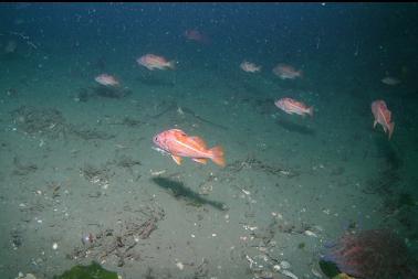 canary rockfish