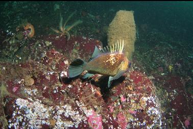 quillback rockfish and boot sponge