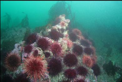 urchins and stalked kelp