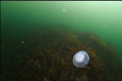 moon jellies