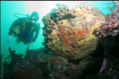 boulders on sewer pipe reef