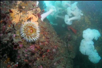 anemones at top of wall