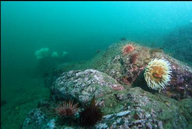 fish-eating anemone