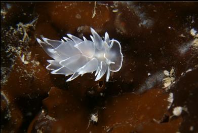 alabaster nudibranch on kelp