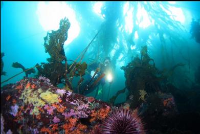 colourful boulders below kelp