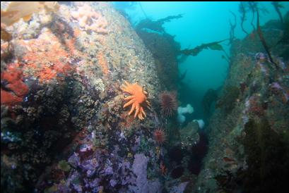 sunflower star, etc on reefs